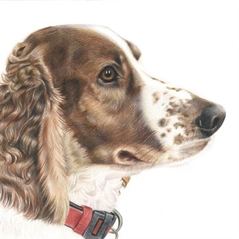 Hand Drawn Colored Pencil Dog Portrait from Photo,by myDaVinci - myDaVinci